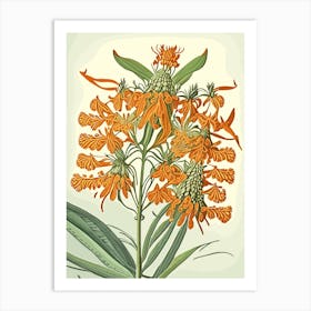 Butterfly Weed Wildflower Vintage Botanical 1 Art Print