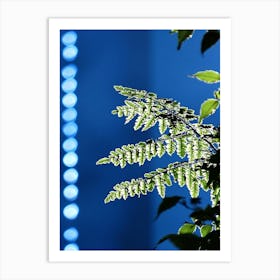 Fern Leaf In The Sunlight Art Print