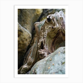 Wood and sandstone in Saxon Switzerland Art Print