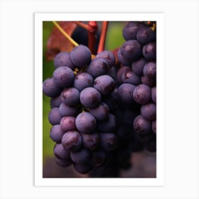 Black Grapes Art Print