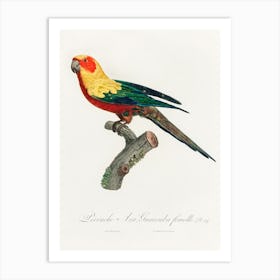 The Sun Parakeet, Female From Natural History Of Parrots, Francois Levaillant Art Print