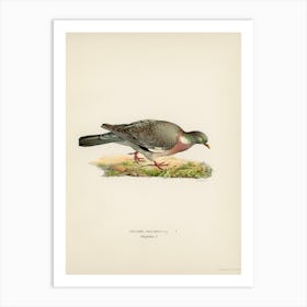 Common Wood Pigeon (Columba Palumbus), The Von Wright Brothers Art Print