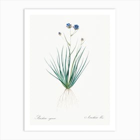 Blue Corn Lily Illustration From Les Liliacées (1805), Pierre Joseph Redoute Art Print