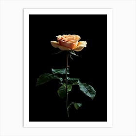 Single Rose On Black Background 20 Art Print