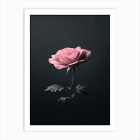 Pink Rose 29 Art Print