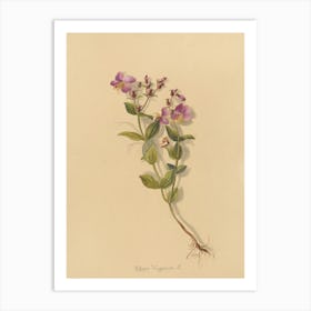 Violets Art Print