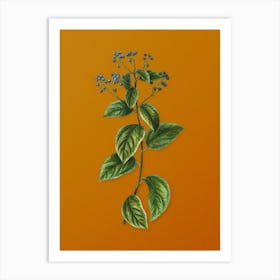 Vintage New Jersey Tea Botanical on Sunset Orange n.0163 Art Print
