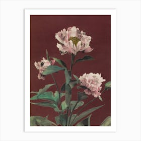 Peonies Art Print