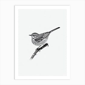 Hermit Thrush B&W Pencil Drawing 2 Bird Art Print