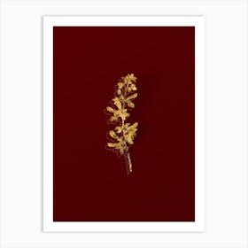 Vintage Common Cytisus Botanical in Gold on Red Art Print