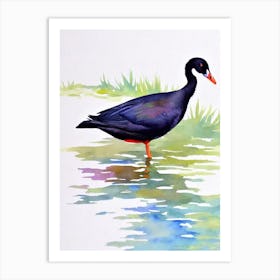 Coot Watercolour Bird Art Print