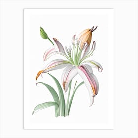 Inca Lily Floral Quentin Blake Inspired Illustration 3 Flower Art Print