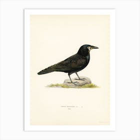 Rook (Corvus Frugilegus), The Von Wright Brothers Art Print