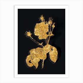 Vintage Cabbage Rose Botanical in Gold on Black Art Print