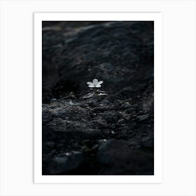 Single Flower In The Dark 64 Art Print