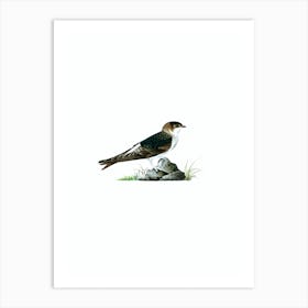 Vintage Young Common House Martin Bird Illustration on Pure White n.0134 Art Print