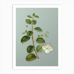 Vintage Caper Plant Botanical Art on Mint Green n.0908 Art Print