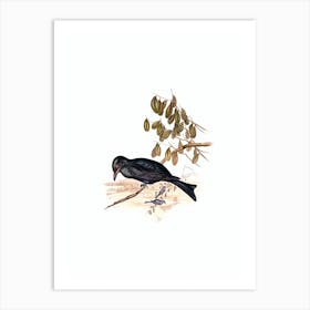 Vintage Spangled Drongo Bird Illustration on Pure White n.0069 Art Print