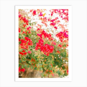 Bougainvillea Art Print