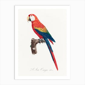 Ara Canga From Natural History Of Parrots, Francois Levaillant Art Print