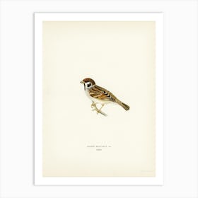 Eurasian Tree Sparrow, Tree Sparrow (Passer Montanus), The Von Wright Brothers Art Print