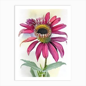 Coneflower Wildflower Watercolour 1 Art Print