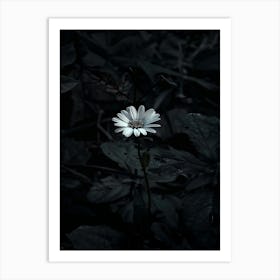 Flower In The Dark 105 Art Print