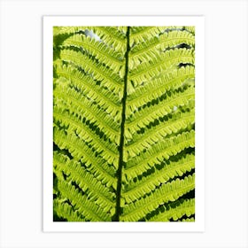 Details of a bright green fern leaf Art Print