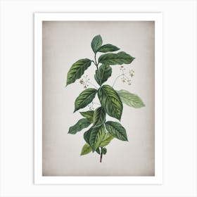 Vintage Broadleaf Spindle Botanical on Parchment n.0893 Art Print