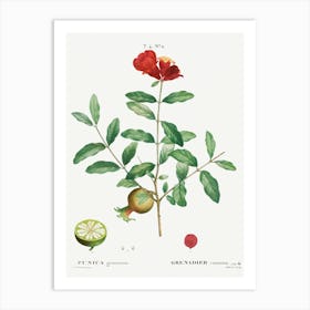 Pomegranate, Pierre Joseph Redoute 1 Art Print