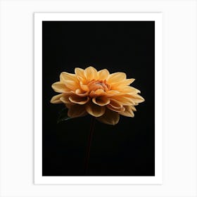 Dahlia 32 Art Print