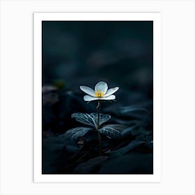 White Flower In The Dark 26 Art Print