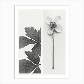 Anemone Flower Photo Collage 1 Art Print