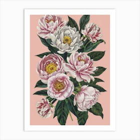 Pink Peonies Art Print