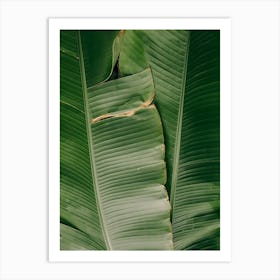 Banana Leaf Background Art Print