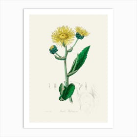 Vintage Botanical John Stephenson and James Morss Churchill Art Print_2731664 Art Print