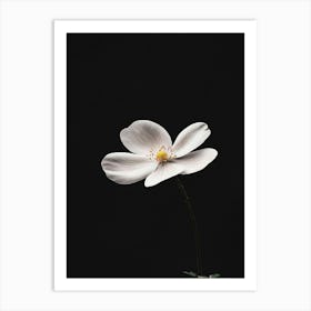 White Anemone Flower 2 Art Print