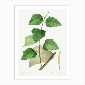 White Poplar, Pierre Joseph Redoute Art Print