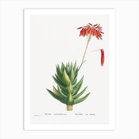 Aloe Mitroeformis From Histoire Des Plantes Grasses, Pierre Joseph Redouté Art Print