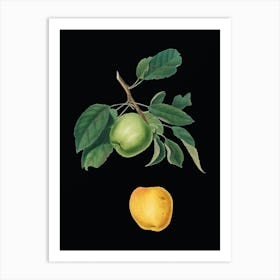Vintage Apple Botanical Illustration on Solid Black n.0837 Art Print