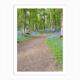 Bluebells In The Woods Art Print