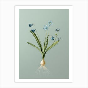 Vintage Scilla Amoena Botanical Art on Mint Green n.0463 Art Print