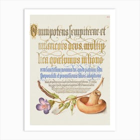 Centipede, Wood Cranesbill, And Mushroom From Mira Calligraphiae Monumenta, Joris Hoefnagel Art Print