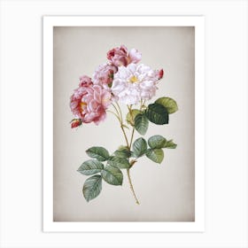 Vintage Pink Damask Rose Botanical on Parchment n.0065 Art Print