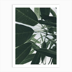 Green Leaves On A Tree Art Print