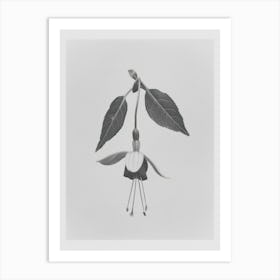 Fuchsia Flower Photo Collage 3 Art Print