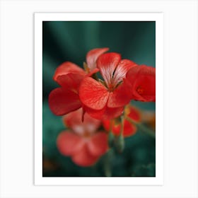 Red Geranium Art Print