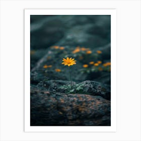 Single Yellow Daisy 8 Art Print