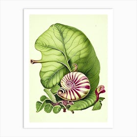 Roman Snail 1 Botanical Art Print