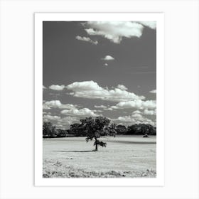 Lone Tree In A Field Art Print